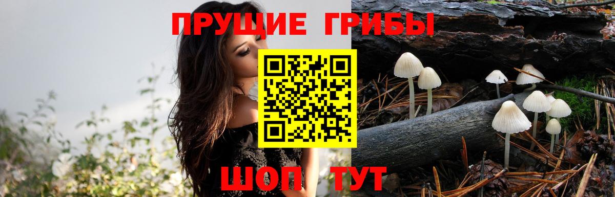 Кашира  Псилоцибиновые грибы GOLDEN TEACHER  Вход с VPN 